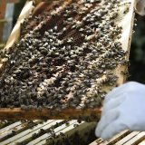 La ruche, contenant près de 40'000 abeilles, volée à Schmitten (FR), a été retrouvée, vendredi dernier (image d'illustration).
